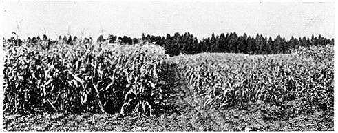 Showing Effect of Phosphate on Corn.