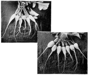 Radish Growth Experiment