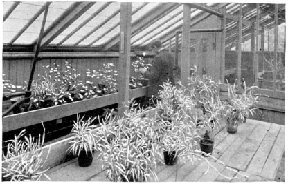 Plant House of Insectary. For Study of Insects.